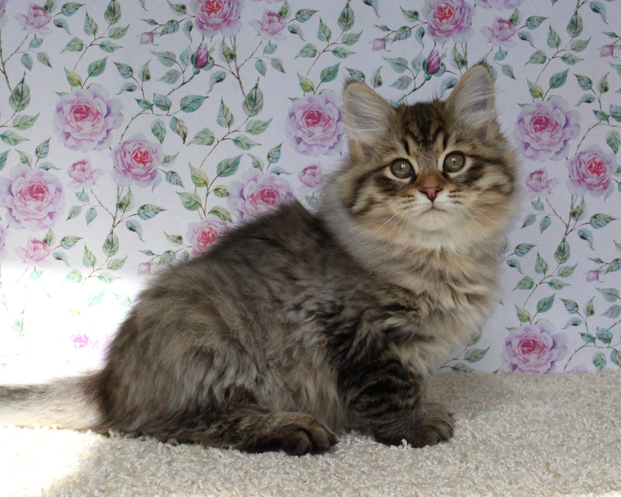 Cattery of Siberian cats Vlasta Line - Kittens Available