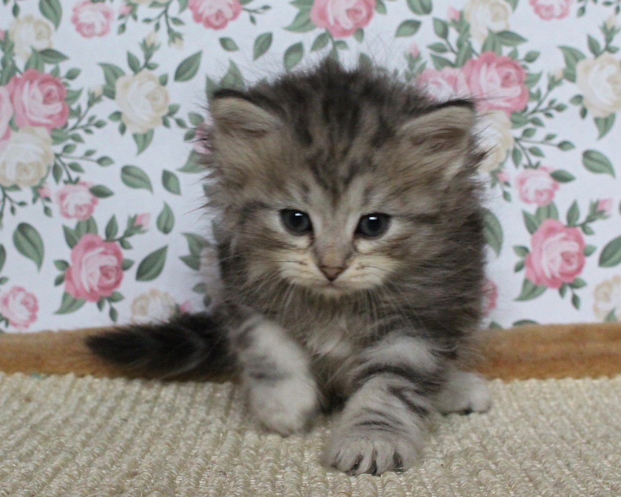 Cattery of Siberian cats Vlasta Line - Kittens Available