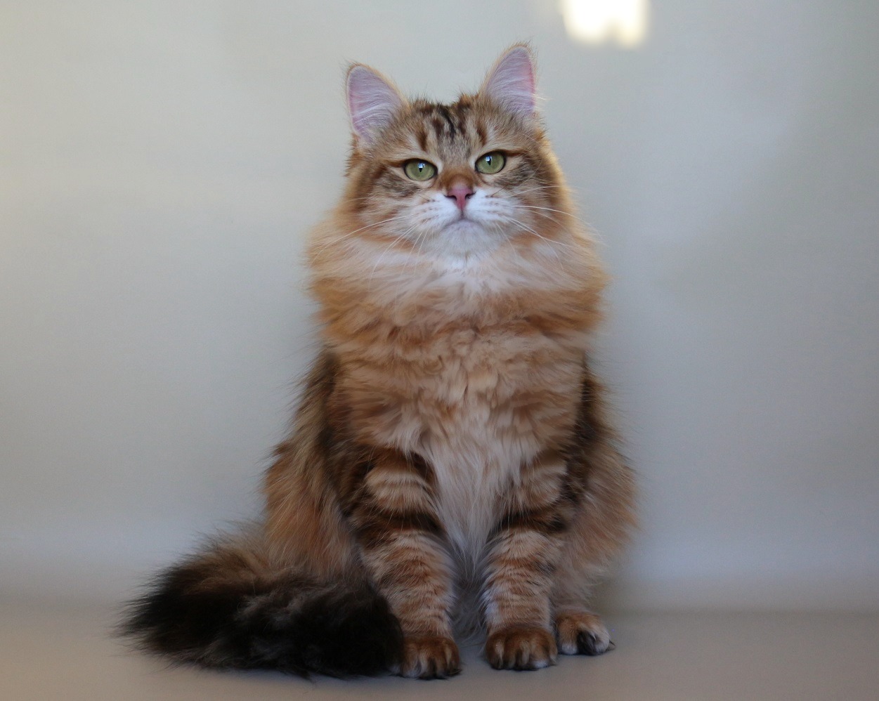 Cattery of Siberian cats Vlasta Line - Kittens Available