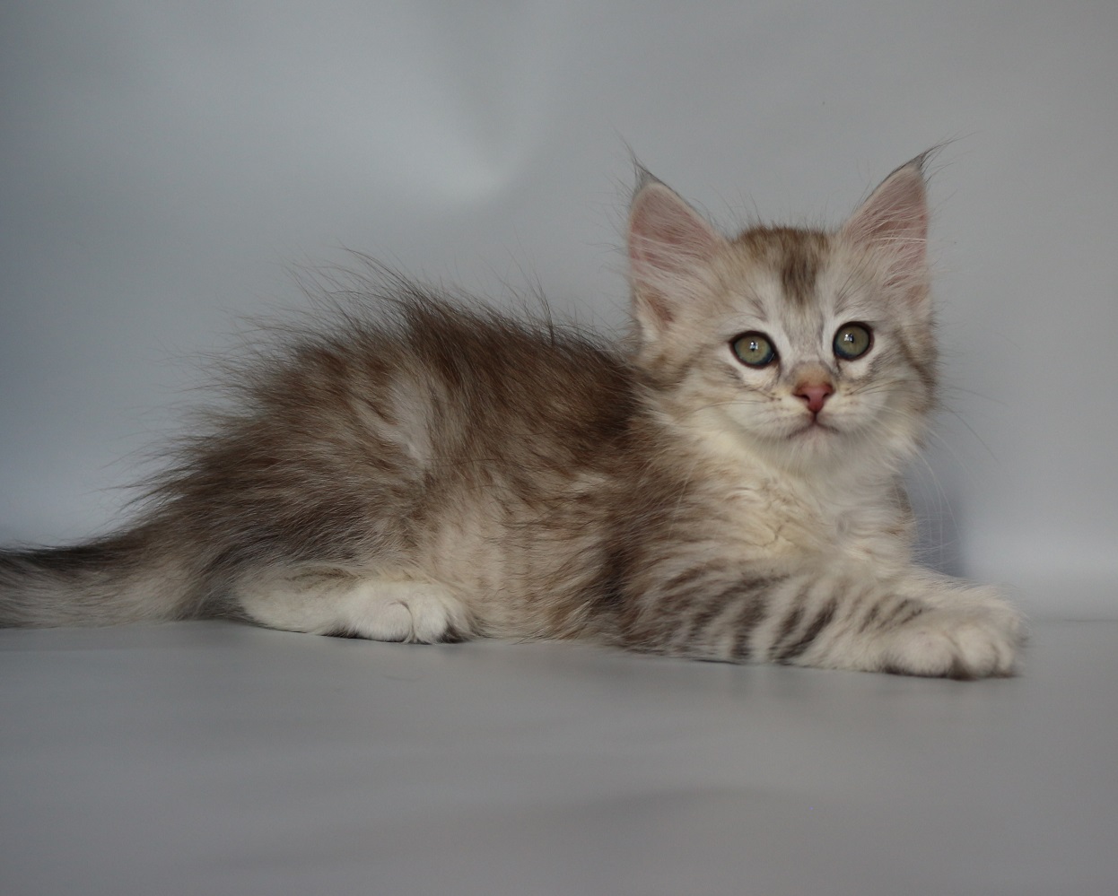 Cattery Of Siberian Cats Vlasta Line Kittens Available