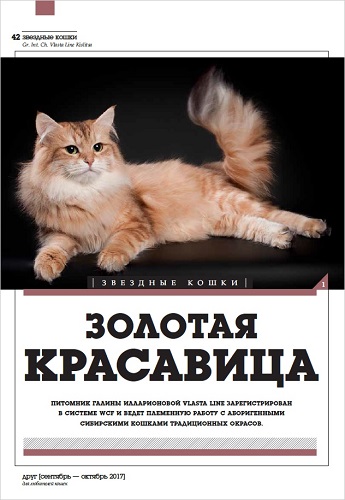 Siberian Beauty Cattery Siberian Beauty Cattery Cats — Siberian Bea...