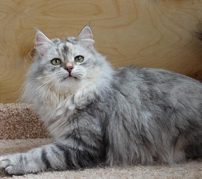 Cattery of Siberian cats Vlasta Line - Kittens Available